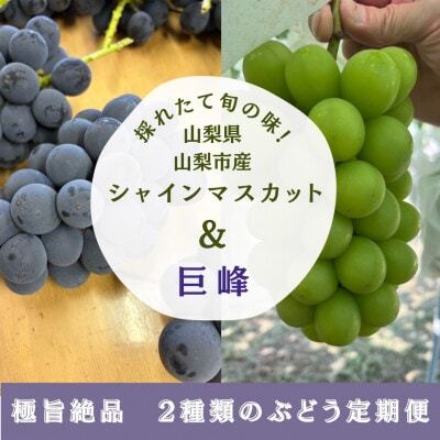 [発送月固定定期便]旬の巨峰+シャインマスカット2〜3房(約1.5kg)全2回[配送不可地域:離島]