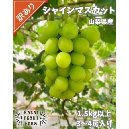 【2026年発送】訳あり シャインマスカット 3～4房 1.5kg以上【配送不可地域：離島】【1732302】