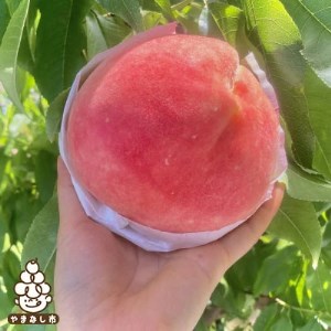2025年発送【旬の桃 約2kg 5～7玉】 坂の上の桃 デカくて甘くて硬い! 食べ応え抜群!【配送不可地域：離島】【1264617】