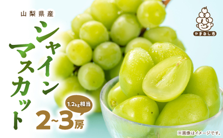 厳選 池田青果のシャインマスカット2房～3房(1.2kg相当) ふるさと納税【配送不可地域：離島・沖縄県】【1280515】