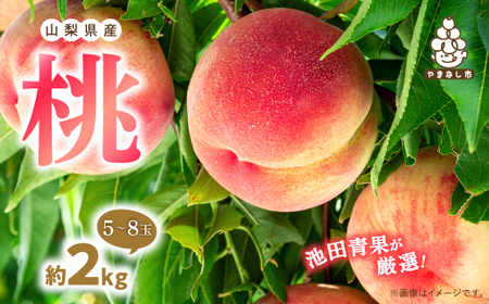 [2026年 先行受付] 桃 約2kg (5玉~8玉) 厳選 ! 池田青果の もも[配送不可地域:離島・沖縄県]