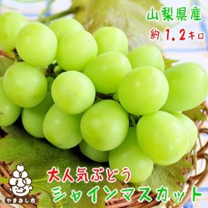 農園直送!濃厚シャインマスカット　約1.2kg(2～4房入り) ふるさと納税【配送不可地域：離島・沖縄県】【1281138】