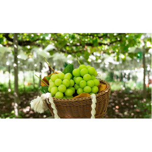 �y2026�N��s��t�z�_�ƒ����̃V���C���}�X�J�b�g1kg�y�z���s�n��F�����z�y1330439�z