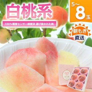 [2026年発送 先行受付]桃 『白桃系』 約2kg 5〜8玉 朝もぎ直送! 選び抜かれた桃[配送不可地域:離島]