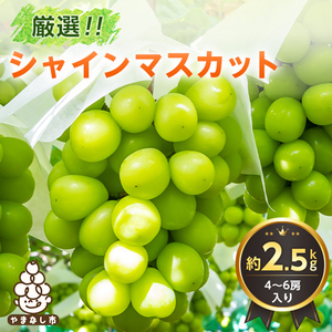 2026N RY VC}XJbg 2.5kg(4`6[) Rւ lCʕyzsnFEꌧzy1272527z