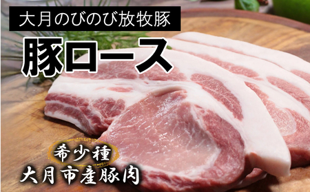 y󏭓؁z匎̂т̂ѕq؁yJcEXe[Lp[Xz600gȏ (150g×4)y1087-008z