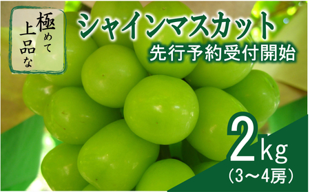 【2025収穫分先行受付】シャインマスカット 2kg 3 ～ 4房 ＼山梨県大月市 800年の伝統／ 特選 おすすめ 人気 先行受付 予約 ギフト 産地直送 ぶどう 葡萄 果物 フルーツ くだもの シャイン マスカット お届け 贈答 感動ファーム 