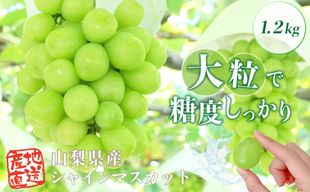 [2025年収穫分先行予約] シャインマスカット 1.2kg ＼山梨県産 国産 / 特選 おすすめ 人気 予約 ギフト 産地直送 ぶどう 葡萄 果物 フルーツ くだもの シャイン マスカット お届け 贈答 新鮮 さんちゃんファーム