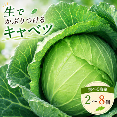 【2026年出荷分先行予約】富士山キャベツ　8kg