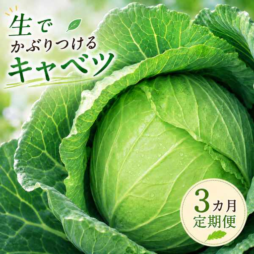 【2026年出荷分先行予約】【三か月定期便】富士山キャベツ