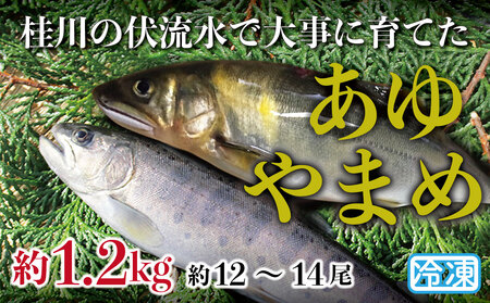 山梨県産 桂川の冷凍あゆ・やまめセット 計:約1.2kg(約12〜14尾)