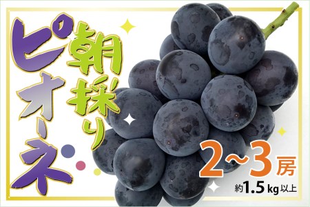 朝採りで鮮度、美味しさ抜群 種無しピオーネ2〜3房 計約1.5kg以上 ※2024年8月下旬〜9月下旬頃に農家から順次発送します。 ※北海道・沖縄・その他離島への発送不可