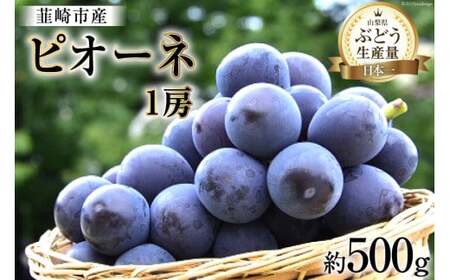 [2025年発送]ぶどう 先行受付 ピオーネ 一房 約 500g 山梨 やまなし ブドウ 葡萄 果物 くだもの フルーツ 期間限定 季節限定 産地直送 山梨県産 韮崎市産 [梨北農業協同組合 山梨県 韮崎市 20743403]
