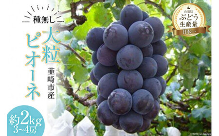 [2025年発送] ぶどう 先行受付 ピオーネ 大粒 種無し 約 2kg ピオーネ 山梨 やまなし ブドウ 葡萄 フルーツ 果物 2キロ 山梨県産 産地直送 期間限定 季節限定 冷蔵 [フルーツランド平賀 山梨県 韮崎市 20742837]