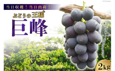 y2026NzynIoׁIziȂj 2kg [t@[ R Bs 20742846]