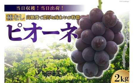 y2026NzynIoׁIzsI[liȂj2kg [t@[ R Bs 20742847]