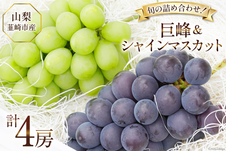 [2025年発送]ぶどう 先行受付 2種 詰め合わせ 食べ比べ [巨峰 約 450g 2房 と シャインマスカット 約 500g 2房 計 4 1.9kg] 山梨 やまなし 韮崎市産 フルーツ 果物 ブドウ 葡萄 シャイン 食べ比べ 山梨県産 産地直送 期間限定 季節限定 冷蔵 [Inakakara 山梨県 韮崎市 20743500]