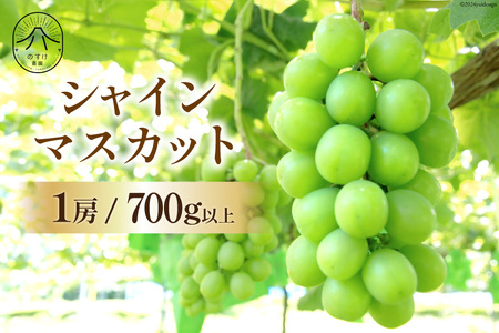【2025年発送】【胸キュンをお届け】シャインマスカット1房 700g以上 マスカット シャインマスカット 果物 フルーツ 葡萄 ぶどう ブドウ シャイン 山梨 期間限定 季節限定 数量限定 [のすけ農園 山梨県 韮崎市 20742917]
