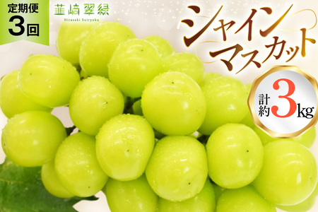 [2025年発送!先行予約!]韮崎翠緑セレクト!シャインマスカット定期便 約1.0kg×3回 [韮崎翠緑 山梨県 韮崎市 20744987] シャインマスカット シャイン マスカット ぶどう ブドウ 葡萄 マスカット 種なし 果物 フルーツ 山梨県産