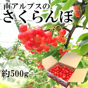 [2025年発送分先行予約]南アルプス市産 さくらんぼ 500g AL