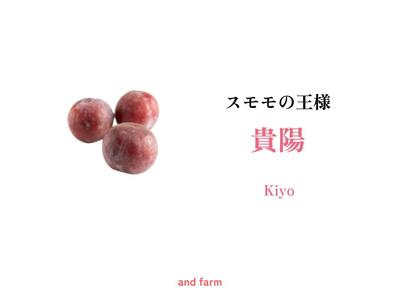 [先行予約]一生に一度は食べたい!王様のひと玉[貴陽]おうち用(すもも)お試しセット 約6玉