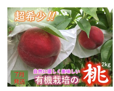 [有機栽培の美味しい桃約2kg 7月発送]自然に優しく希少でジューシーな天然桃(6〜7個入)!