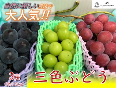 [葡萄3色セット]栽培期間中の農薬削減 シャインマスカット&赤ぶどう&黒ぶどう(各食1房、計3房入り)