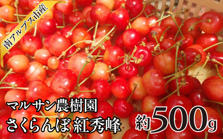 [25年発送先行予約]マルサン農樹園 さくらんぼ 紅秀峰 約500g AL