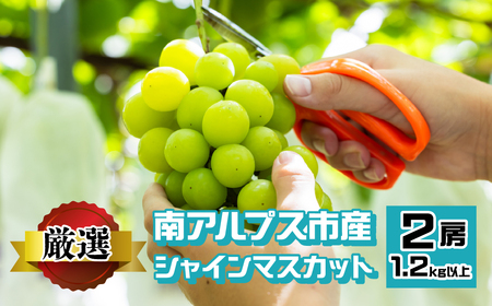 南アルプス市産 シャインマスカット 1.2kg以上 (2房) ALPEV001 山梨 山梨県 ぶどう 葡萄 ブドウ マスカット 種なし フルーツ くだもの 果物 高級 新鮮 産地直送 贈答 ギフト 家庭用 2025年 南アルプス市