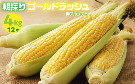 [2026年発送先行予約]山梨県産 とうもろこし(ゴールドラッシュ) AL