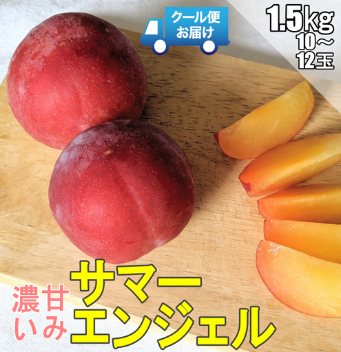 ＜2026年発送先行予約＞クール便 収穫当日に発送 プラム【サマーエンジェル】1.5kg（10～12玉） ALPDG001