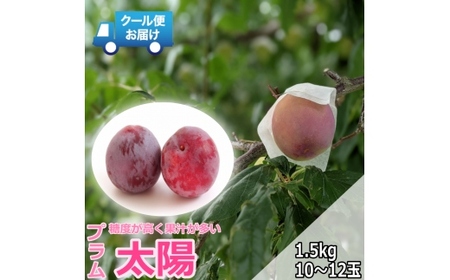 【令和7年発送先行予約】クール便　収穫当日に発送　プラム『太陽』1.5kg　10～12玉 ALPDG002