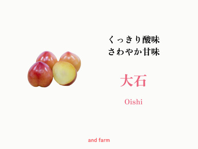 2026Ns\񁄁yE΁z_Iَqɂ͐΃RI 20 ALPDS009