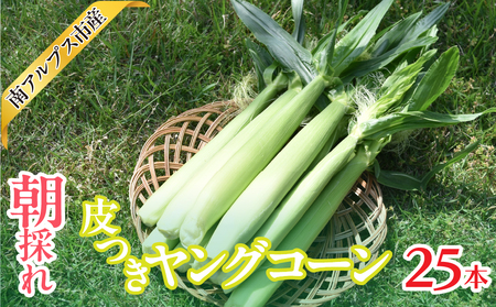 2026Ns\񁄓AvXsY@̂@OR[25{@ALPAJ062