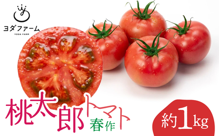 桃太郎トマト(春作)約 1kg AL
