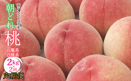 [2026年発送先行予約]南アルプス市産・山梨朝どれ桃2kg×2回配送(白鳳系・白桃系) 定期便 2回(クール便) AL