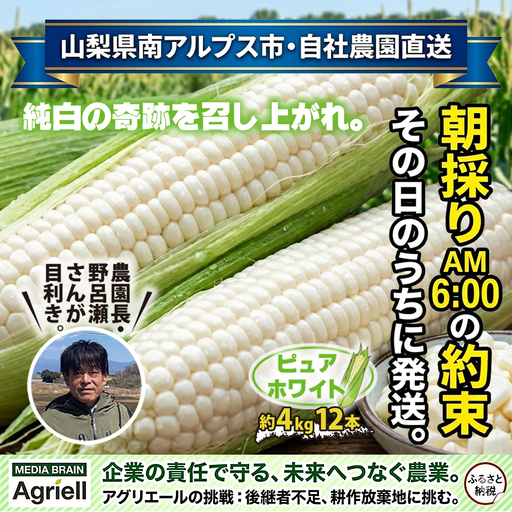 [2026年発送先行予約]奇跡の純白とうもろこし ピュアホワイト 約4kg 12本入り AL