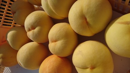 南アルプス市特産 黄金桃(約3kg)