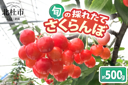 [2025年先行予約]山梨県北杜市産 旬の採れたてさくらんぼ 約500g さくらんぼ 高砂 佐藤錦 紅秀峰 約500g 2025年 先行予約 期間限定 数量限定 採れたて大粒 大玉 果物 くだもの 夏果実 サクランボ チェリー 高級 鉄分 美肌効果 疲労回復 山梨県 北杜市産