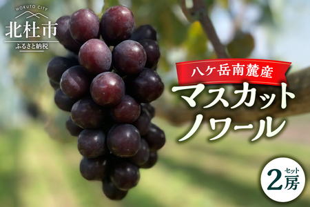 [2025年先行予約]八ケ岳南麓産 「マスカットノワール」 マスカットノワール 2025年 先行予約 2房 セット 約1kg 期間限定 数量限定 黒系葡萄 黒系シャイン 新品種 葡萄 ぶどう ブドウ フルーツ 果物 大粒 コク 甘い 種なし 山梨県 北杜市 八ヶ岳南麓