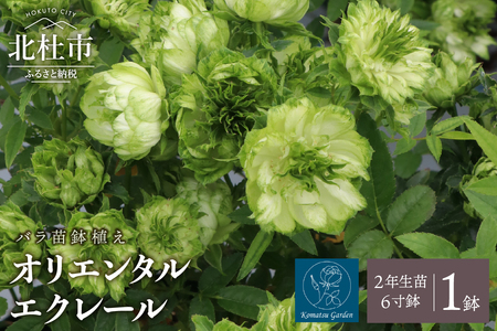 [2026年2月以降発送]バラ苗鉢植え「オリエンタルエクレール」 バラ 苗 1鉢 四季咲き 鉢植え 花 エクレール 6寸鉢 2年生苗 ガーデニング 初心者 母の日 父の日