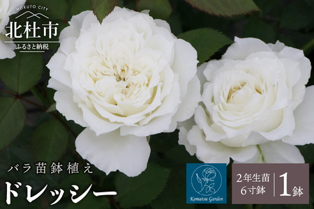 [2026年2月以降発送]バラ苗鉢植え「ドレッシー」 バラ 苗 1鉢 四季咲き 鉢植え 花 ドレッシー 6寸鉢 2年生苗 ガーデニング 初心者 母の日 父の日