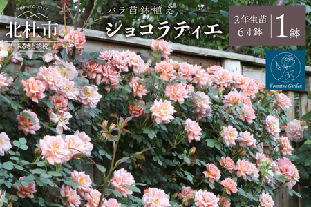 [2026年2月以降発送]バラ苗鉢植え「ショコラティエ」 バラ 苗 1鉢 四季咲き 鉢植え 花 ショコラティエ 6寸鉢 2年生苗 ガーデニング 初心者 母の日 父の日