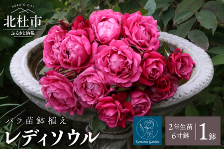 [2026年2月以降発送]バラ苗鉢植え「レディソウル」 バラ 苗 1鉢 四季咲き 鉢植え 花 レディソウル 6寸鉢 2年生苗 ガーデニング 初心者 母の日 父の日