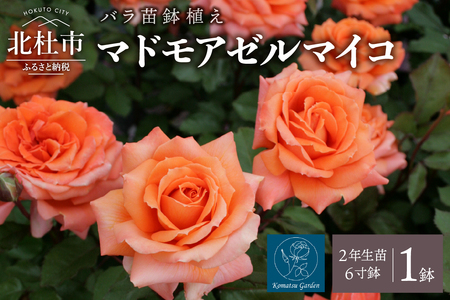 [2026年2月以降発送]バラ苗鉢植え「マドモアゼルマイコ」 バラ 苗 1鉢 四季咲き 鉢植え 花 マドモアゼルマイコ 6寸鉢 2年生苗 ガーデニング 初心者 母の日 父の日