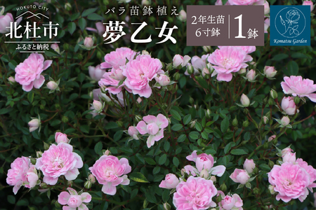 [2026年2月以降発送]バラ苗鉢植え「夢乙女」 バラ 苗 1鉢 弱い返り咲き 鉢植え 花 夢乙女 6寸鉢 2年生苗 ガーデニング 初心者 母の日 父の日
