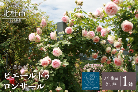バラ苗鉢植え「ピエールドゥロンサール」 バラ 苗 1鉢 弱い返り咲き 鉢植え 花 ピエールドゥロンサール 6寸鉢 2年生苗 ガーデニング 初心者 母の日 父の日