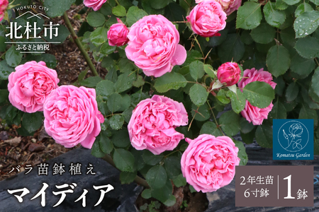 バラ苗鉢植え「マイディア」 バラ 苗 1鉢 四季咲き 鉢植え 花 マイディア 6寸鉢 2年生苗 ガーデニング 初心者 母の日 父の日