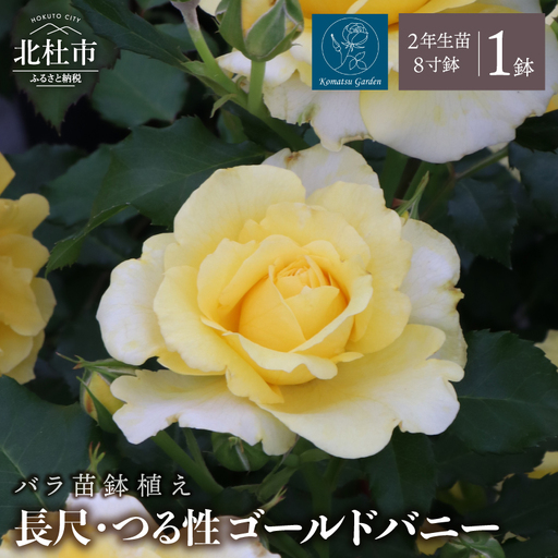 バラ苗鉢植え「長尺・つる性ゴールドバニー」 バラ苗1鉢 ノイバラ台木 花 長尺 つるバラ 丸弁カップ咲き 返り咲き 微香8寸鉢 2年生 ガーデニング 初心者 母の日 父の日 誕生日 新築祝い 記念樹 育て方ガイド同梱 コマツガーデン [h190]