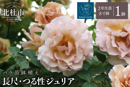 [2026年7月発送]バラ苗鉢植え「長尺・つる性ジュリア」 バラ苗 1鉢 ノイバラ台木 花 長尺 つるバラ 丸弁 平咲き 弱い返り咲 中香 8寸鉢 2年生 ガーデニング 初心者 母の日 父の日 誕生日 新築祝い 記念樹 育て方ガイド同梱 コマツガーデン [h190]